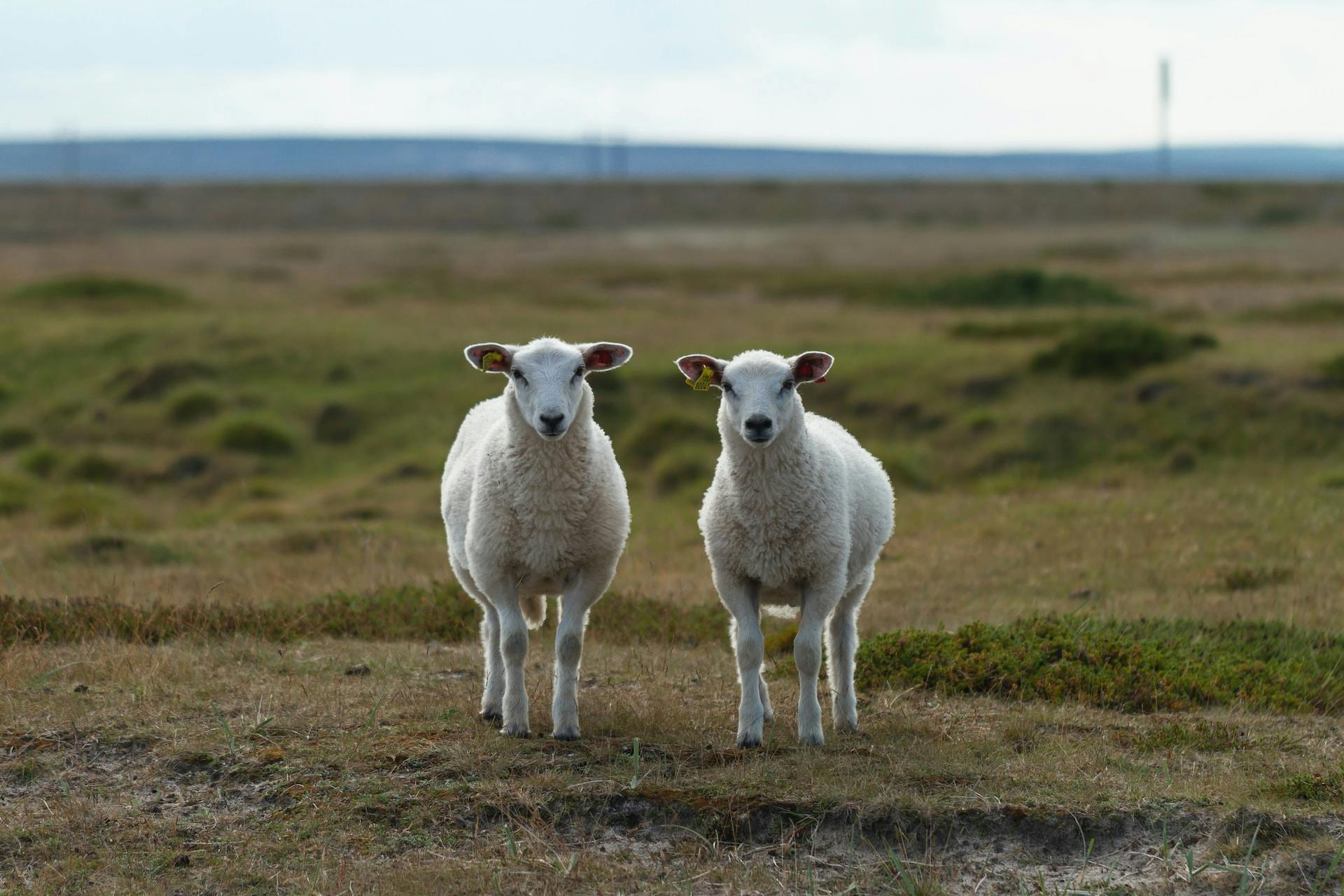 Image of two sheep in a field